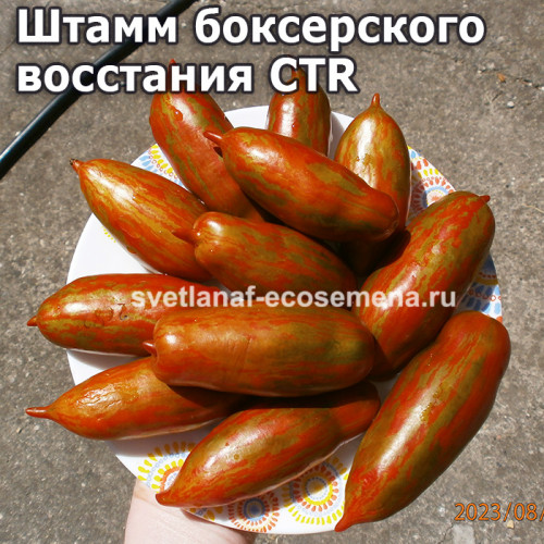 Штамм боксерского восстания CTR