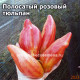 Полосатый розовый тюльпан из Риги