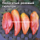 Полосатый розовый тюльпан из Риги