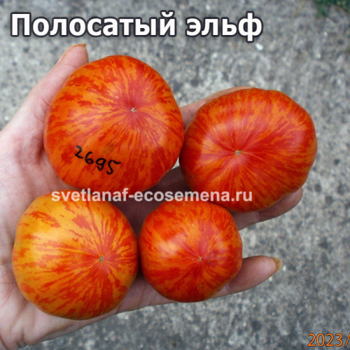 Полосатый эльф (Dwarf striped elf)