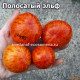 Полосатый эльф (Dwarf striped elf)