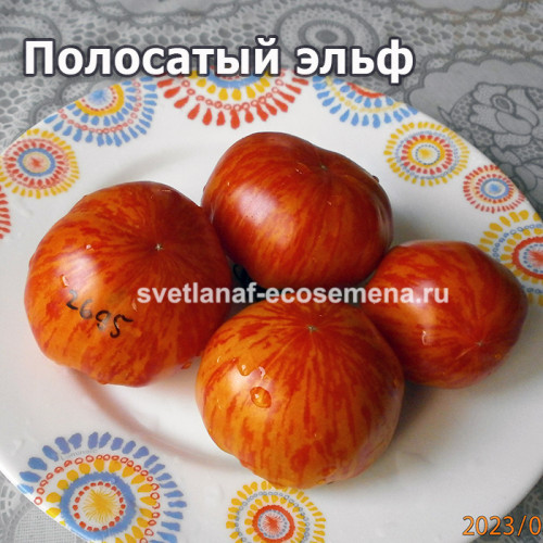 Полосатый эльф (Dwarf striped elf)