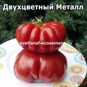 Двухцветный Металл ( Metaluna Bicolor)
