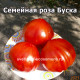 Семейная роза Буска (Rosa familiare di Busca)