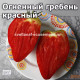 Огненный гребень красный (Cresta Di Fuoco Red)