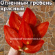 Огненный гребень красный (Cresta Di Fuoco Red)