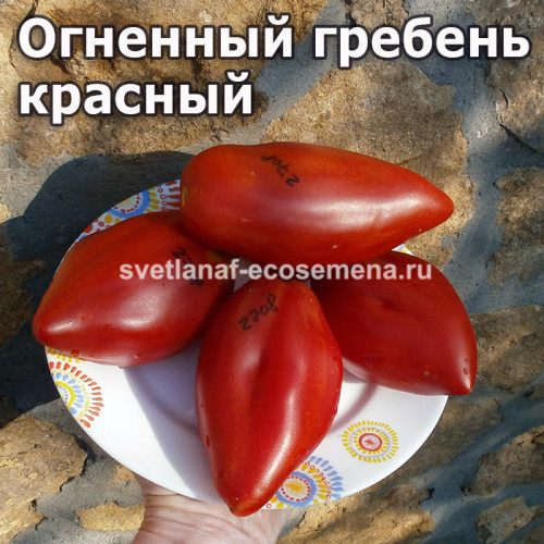 Огненный гребень красный (Cresta Di Fuoco Red)