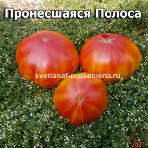 Пронесшаяся Полоса