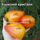 Есыкский кристалл 