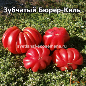 Зубчатый Бюрер-Киль Gezahne (Tomate Buhrer-Keel) 