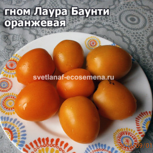 гном Лаура Баунти оранжевая