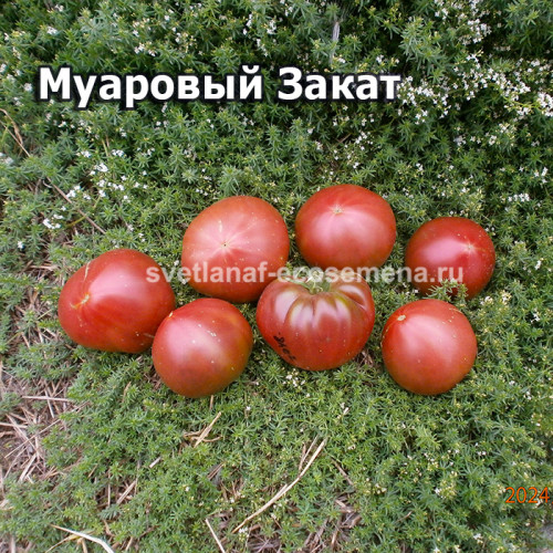 Муаровый Закат