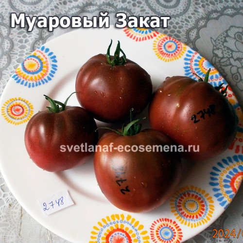 Муаровый Закат