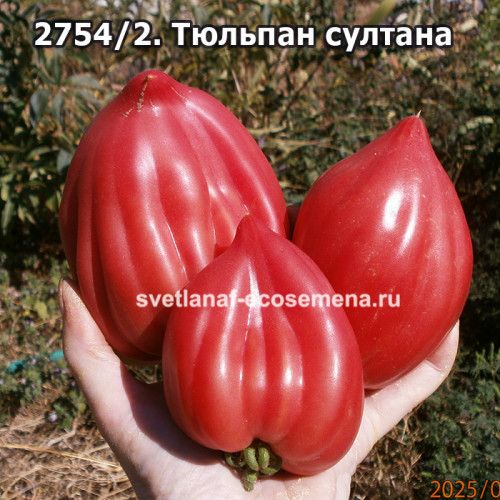 Тюльпан султана