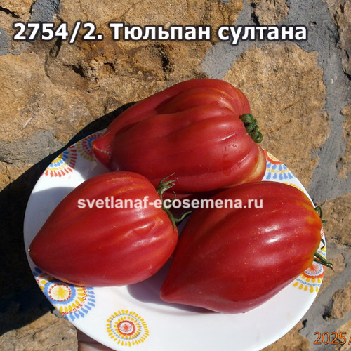 Тюльпан султана