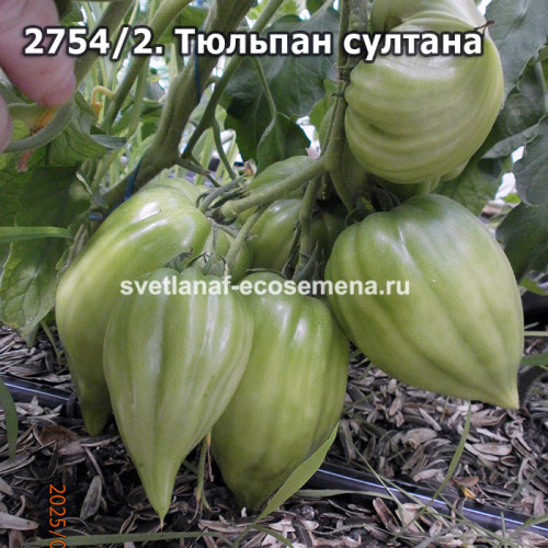Тюльпан султана