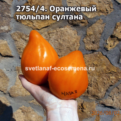 семена томата Оранжевый тюльпан Султана (Sultan's Orange Tulip)
