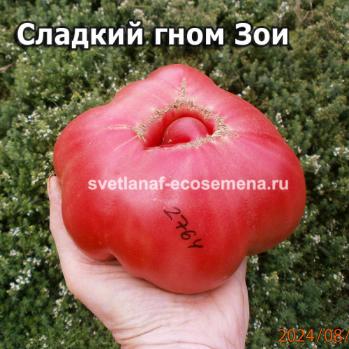 Сладкий гном Зои (Dwarf Zoe’s sweet)