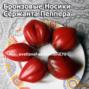 Бронзовые Носики Сержанта Пеппера