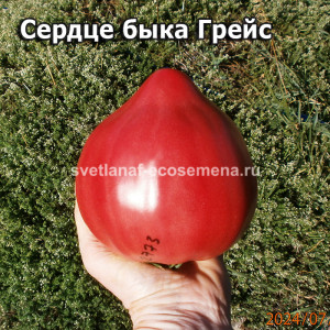 Сердце быка Грейс (Cuore di bue Grazia)