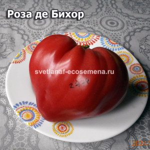 Роза де Бихор  (Rose de Bihor)