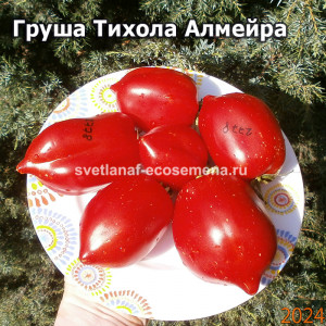 Груша Тихола Алмейра (Pera Tijola Almeira)