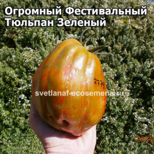 Огромный Фестивальный Тюльпан Зеленый 