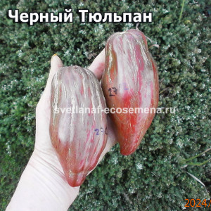 Черный Тюльпан