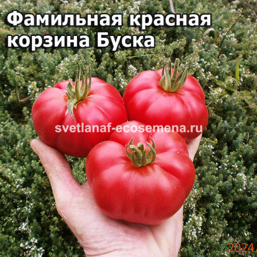 Фамильная красная корзина Буска (canestrino red familiare di busca)