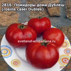 Помидоры дома Дублеш  (rosiile casei Dubles)