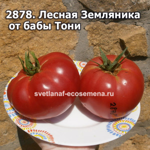 Лесная Земляника от бабы Тони