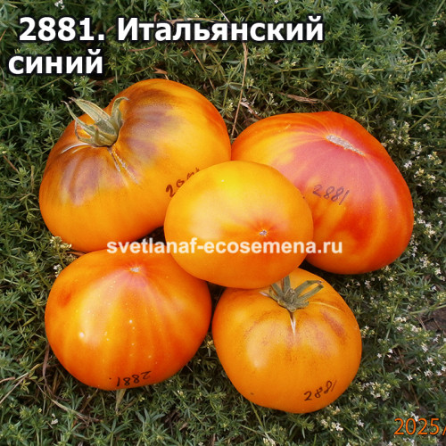 Итальянский синий (Italian blue)