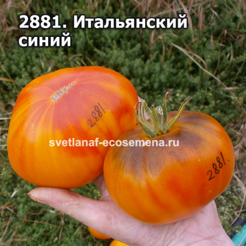 Итальянский синий (Italian blue)