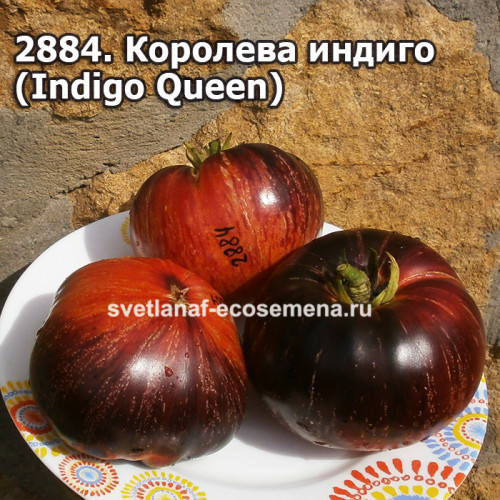 Королева индиго (Indigo Queen)