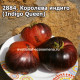 Королева индиго (Indigo Queen)