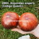 Королева индиго (Indigo Queen)
