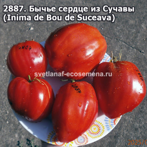 Бычье сердце из Сучавы (Inima de Bou de Suceava)