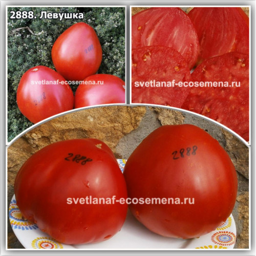 Левушка