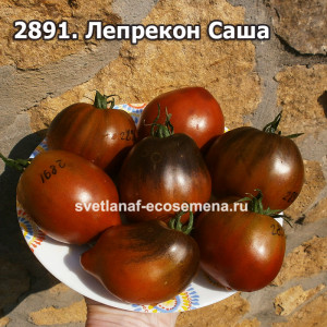  Лепрекон Саша Dwarf 