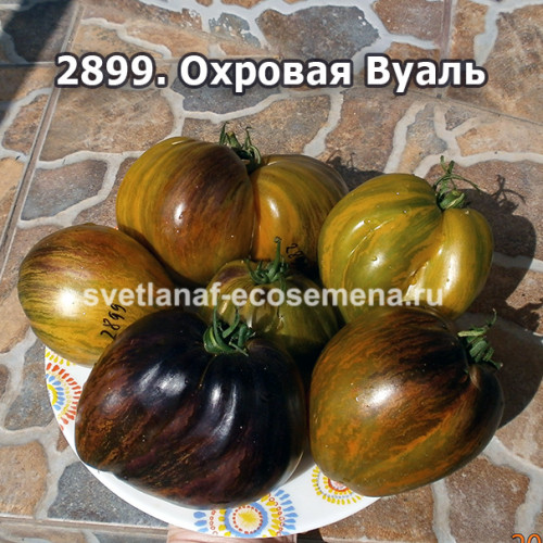 Охровая Вуаль