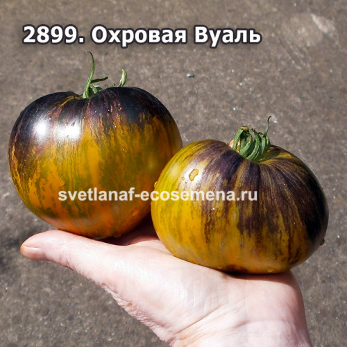 Охровая Вуаль