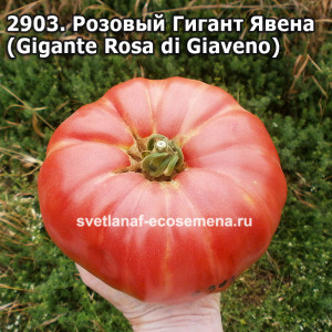 Розовый Гигант Явена (Gigante Rosa di Giaveno)