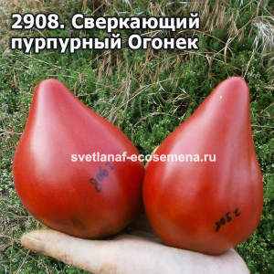 Сверкающий  пурпурный Огонек