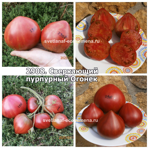 Сверкающий  пурпурный Огонек