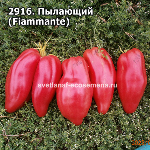 Пылающий (Fiammante)