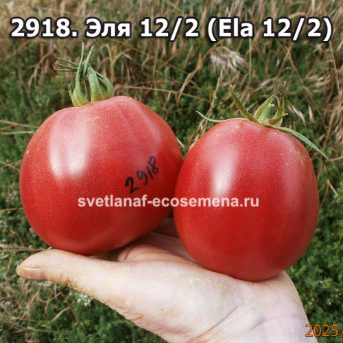 Эля 12/2 (Ela 12/2)
