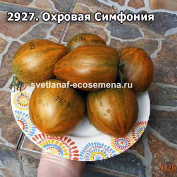 Охровая Симфония