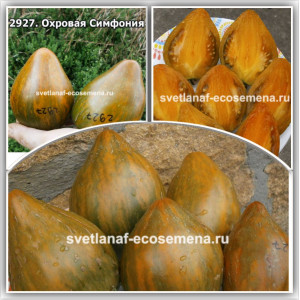 Охровая Симфония