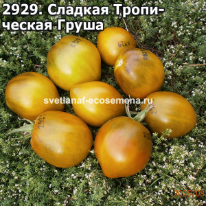 Сладкая Тропическая Груша