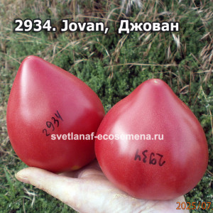 Джован (Jovan)